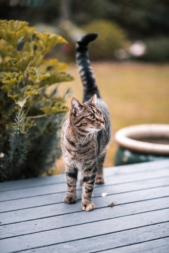 Comment apprendre à son chat à ne pas fuir ?