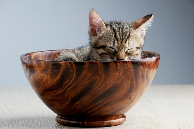 Comment prendre soin d’un chaton de 1 mois ?