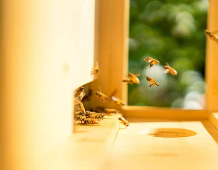 Comment installer une ruche chez soi ?