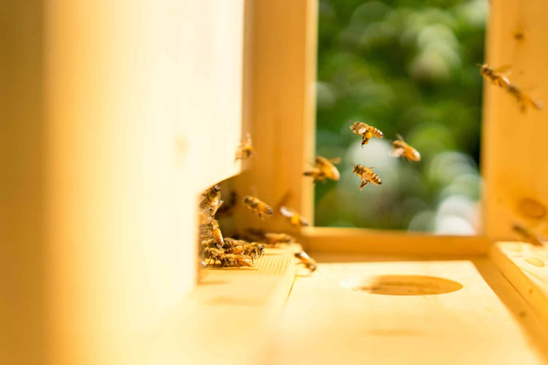Comment installer une ruche chez soi ?
