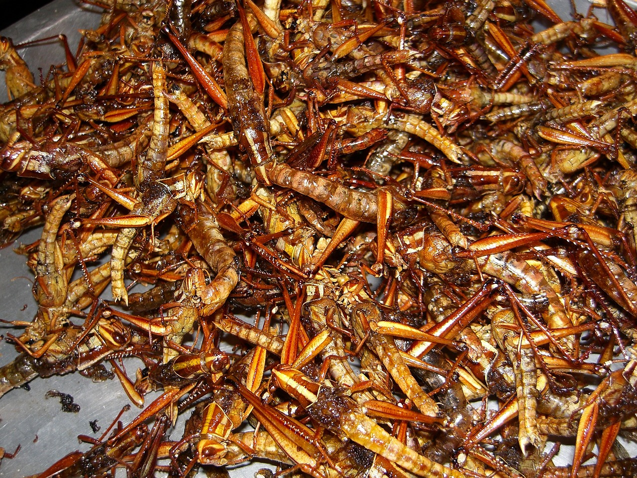 Insectes à manger : Quels sont les bienfaits