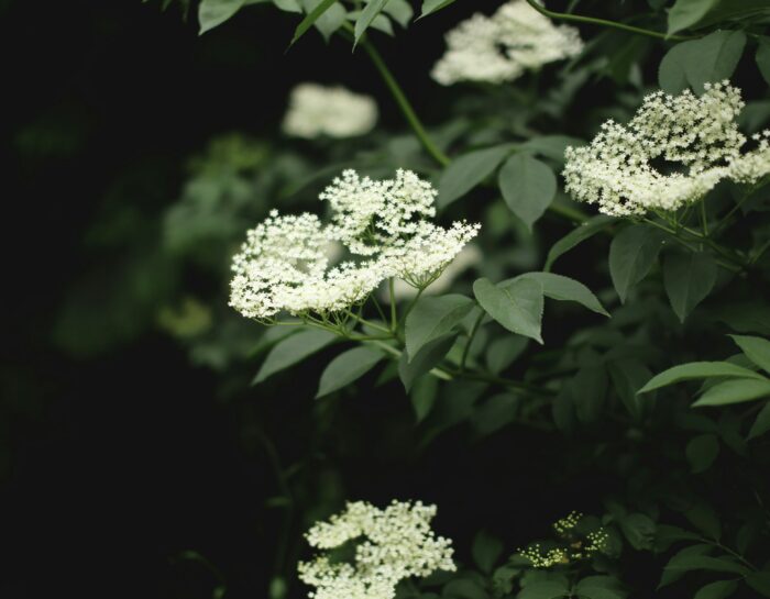 Sirop de fleurs de sureau maison : recette classique, variantes pétillantes & idées boissons